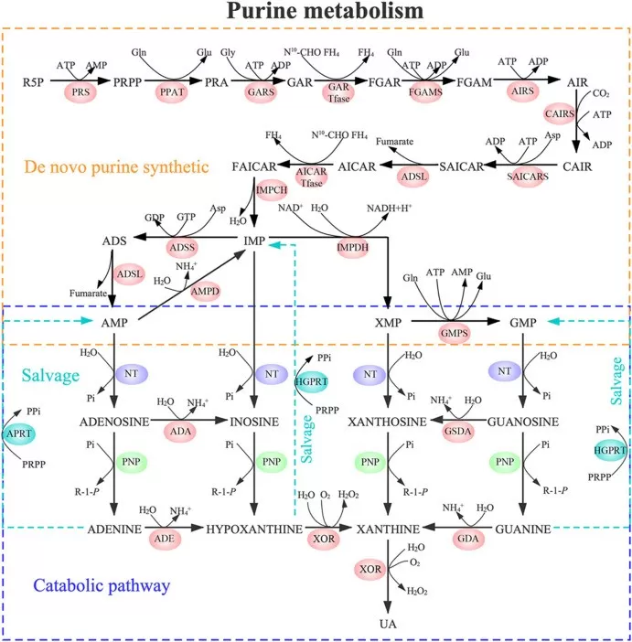 Pathways of purine metabolism. Purine metabolism includes de novo synthesis (orange dotted line), salvage pathway (blue dotted line) and catabolic pathway (purple dotted line). (Feng et al., 2022)